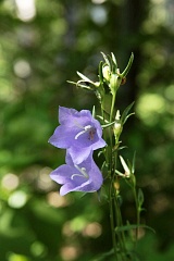 Dzwonek brzoskwiniolistny - Campanula persicifolia L. - Peach-leaved Bellflower