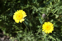 Zocie - Chrysanthemum - Chrysanths