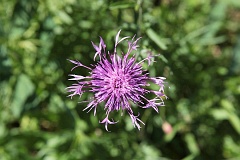 Chaber grski - Centaurea montana L. - Mountain Cornflower