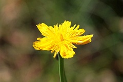 Jastrzbiec - Hieracium L. - Hawkweed