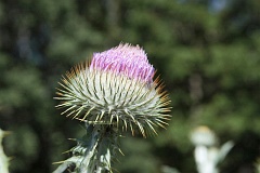 Popoch pospolity - Onopordum acanthium L. - Cotton Thistle