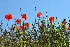 Mak polny - Papaver rhoeas L. - Flanders Poppy