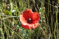 Mak polny - Papaver rhoeas L. - Flanders Poppy