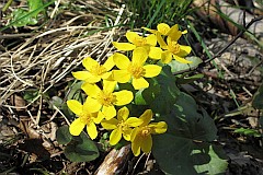 Knie botna, kaczeniec - Caltha palustris L. - Kingcup, Marsh Marigold