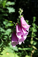 Naparstnica purpurowa - Digitalis purpurea L. - Purple Foxglove