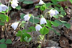 Szczawik zajczy - Oxalis acetosella L. - Common Wood-sorrel