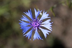 Chaber bawatek - Centaurea cyanus L. - Cornflower