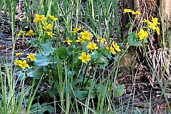 Knie botna, kaczeniec - Caltha palustris L. - Kingcup, Marsh Marigold