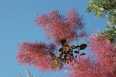 Perukowiec podolski (Royal Purple) - Cotinus coggygria Scop. 'Royal Purple' - Eurasian smoketree (Royal Purple)