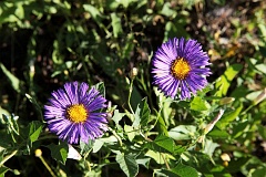 Przymiotno - Erigeron 'Wuppertal' - Erigeron 'Wuppertal'