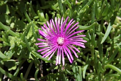 Bystek rowy - Lampranthus roseus (Willd.) - Rosy Dew-plant