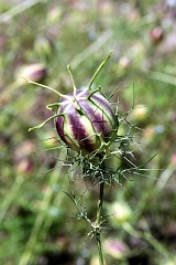 Czarnuszka damasceska - owoc - Nigella damascena - Love-in-a-mist - fruit