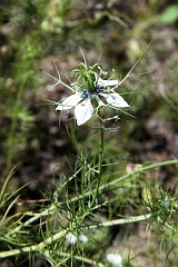 Czarnuszka damasceska - Nigella damascena - Love-in-a-mist