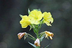 Wiesioek dwuletni - Oenothera biennis - Evening Star