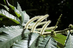 Kasztan jadalny (Kotki mskie) - Castanea sativa Mill. - Sweet Chestnut