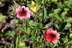 Piciornik nepalski - Potentilla nepalensis - Nepal Cinquefoil