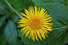 Smotrawa okazaa - Telekia speciosa (Schreb.) Baumg. - Heartleaf Oxeye