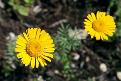 Rumian ty - Anthemis tinctoria L. - Yellow Chamomile