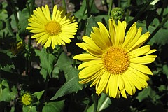 Omieg wschodni - Doronicum orientale Hoffm. - Leopard's Bane