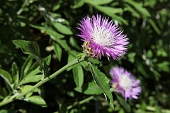 Chaber nadreski - Centaurea stoebe L., syn. C. rhenana Boreau - Spotted Knapweed