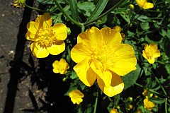 Jaskier kosmaty - Ranunculus lanuginosus - (-)