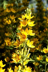 Toje kropkowana - Lysimachia punctata L. - Spotted Loosestrife