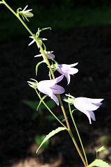 Dzwonek pokrzywolistny - Campanula trachelium L. - Nettle-leaved Bellflower