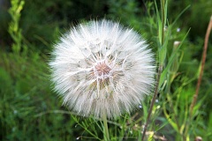 Kozibrd wielki - Tragopogon dubius - Western Salsify