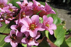 Bergenia grubolistna - Bergenia crassifolia (L.) Fritsch - Siberian tea, Mongolian tea