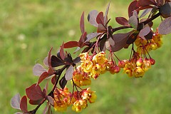 Berberys Thunberga - Berberis thunbergii DC. 'Atropurpurea' - Thunberg's Barberry, Red Barberry 'Atropurpurea'