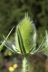 Szcze kolczasta - Dipsacus fullonum - Fuller's Teasel