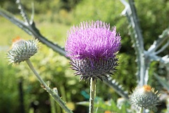 Popoch pospolity - Onopordum acanthium L. - Cotton Thistle