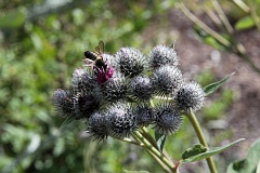 opian mniejszy - Arctium minus (Hill) Bernh.) - Lesser Burdock