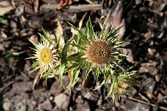 Dziewisi pospolity - Carlina vulgaris L. - Carline Thistle