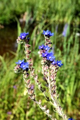 Farbownik lekarski - Anchusa officinalis L. - Common Bugloss