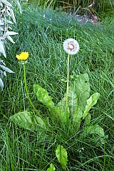 Mniszek pospolity, mniszek lekarski - Taraxacum officinale F. H. Wigg. - Common dandelion