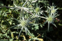 Mikoajek biaokolcowy - Eryngium spinalba Vill. - Sea-holly