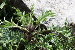 Dziewisi pospolity - Carlina vulgaris L. - Carline Thistle