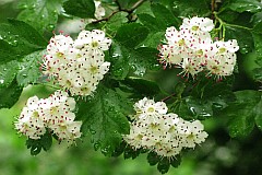 Gg wielkoowocowy - Crataegus macrocarpa Hegetschw. - (-)