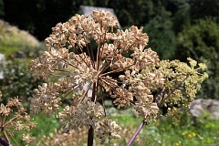 Dzigiel litwor - Angelica archangelica L. - Garden Angelica