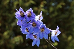 Ostrka wyniosa - Delphinium elatum L. - Candle Larkspur