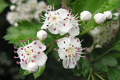 Gg wielkoowocowy - Crataegus macrocarpa Hegetschw. - (-)