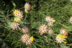 Przelot pospolity - Anthyllis vulneraria L. - Common Kidneyvetch