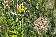 Kozibrd wielki - Tragopogon dubius - Western Salsify