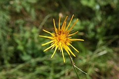 Kozibrd wielki - Tragopogon dubius - Western Salsify