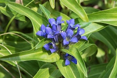 Goryczka krzyowa - Gentiana cruciata L. - Star Gentian