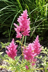 Tawuka Arendsa 'Dsseldorf' - Astilbe x arendsii 'Dsseldorf' - Astilbe x arendsii 'Dsseldorf'