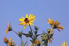 Ronik przeronity - Silphium perfoliatum - Cup Plant