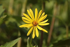 Ronik przeronity - Silphium perfoliatum - Cup Plant