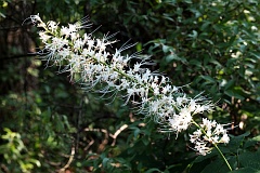 Kasztanowiec drobnokwiatowy - Aesculus parviflora Walt. - Bottlebrush Buckeye